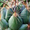 38 _Coryphantha_ delaetiana 'gladiispina' SB711 _14